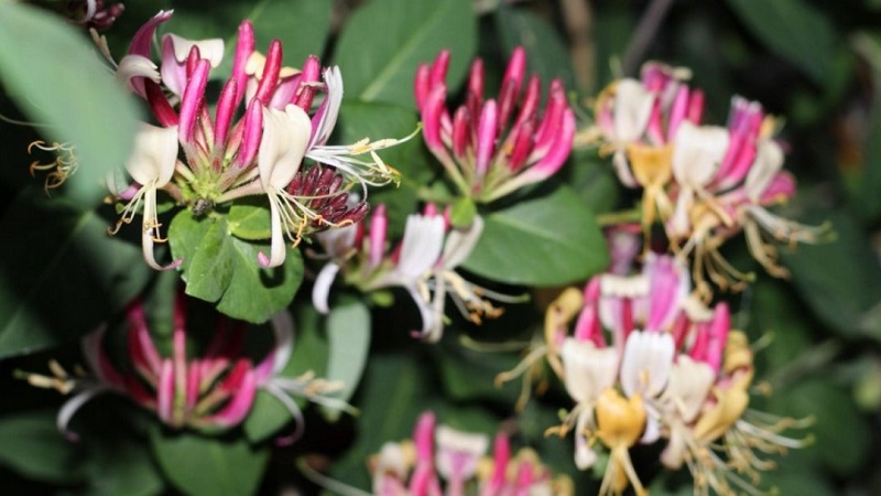 Features and rules for growing Japanese honeysuckle (varieties Aureoreticulata, Haliana, Purpurea, Variegated)