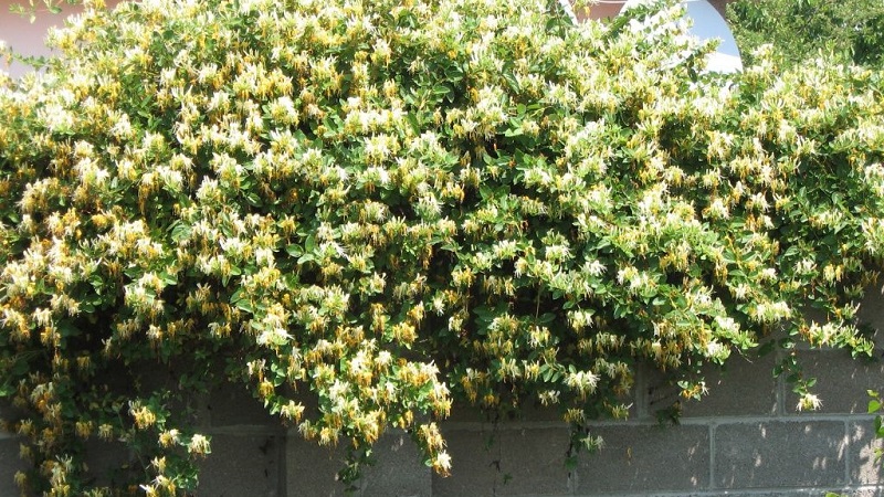 Features and rules for growing Japanese honeysuckle (varieties Aureoreticulata, Haliana, Purpurea, Variegated)