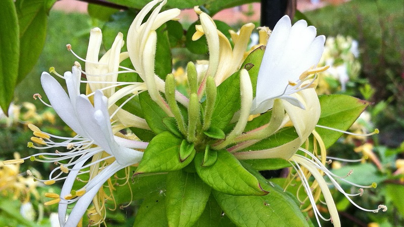Features and rules for growing Japanese honeysuckle (varieties Aureoreticulata, Haliana, Purpurea, Variegated)