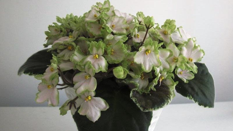 Features and rules for growing Japanese honeysuckle (varieties Aureoreticulata, Haliana, Purpurea, Variegated)