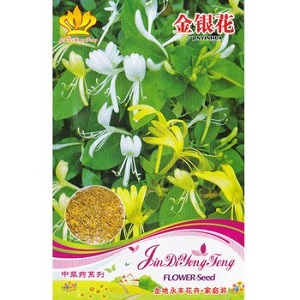 Features and rules for growing Japanese honeysuckle (varieties Aureoreticulata, Haliana, Purpurea, Variegated)