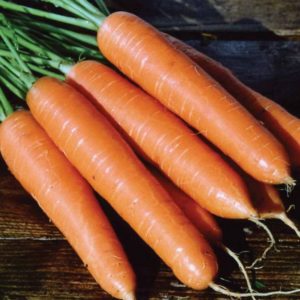 Features of the Rote Riesen carrot variety: description, agricultural technology, reviews