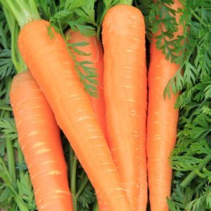 Features of the Rote Riesen carrot variety: description, agricultural technology, reviews