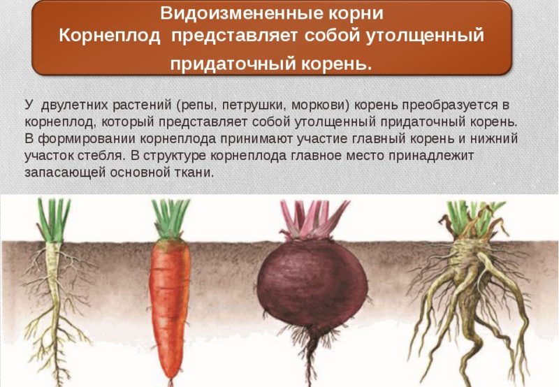 We analyze the structure of the root system of carrots - what are its features