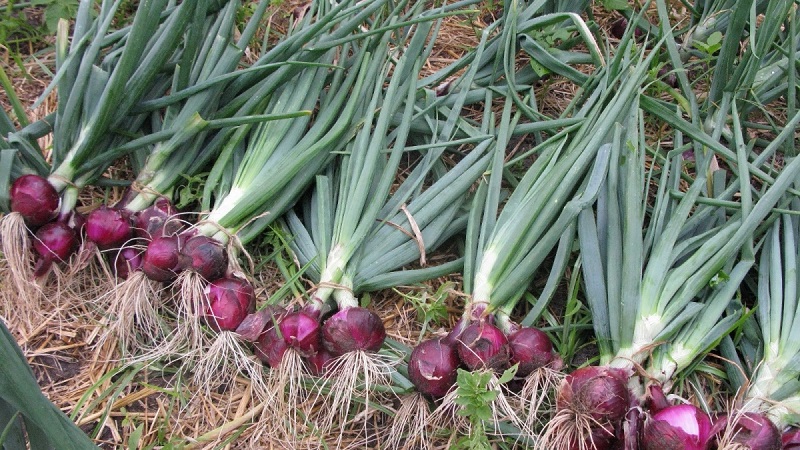 Features of growing and useful properties of red onions