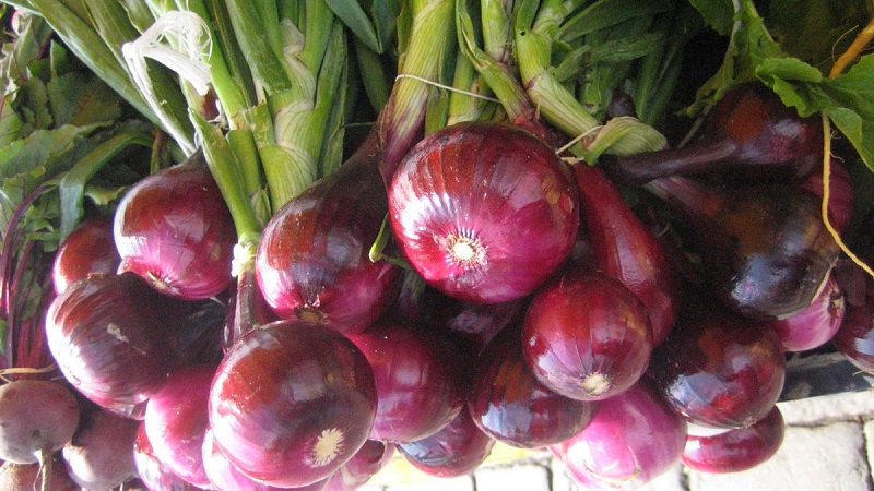 Features of growing and useful properties of red onions