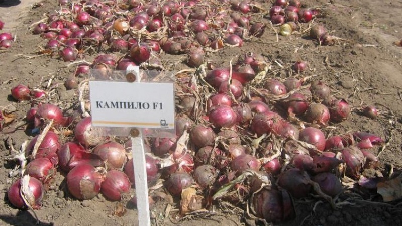 Features of growing and useful properties of red onions