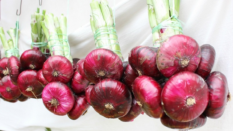 Features of growing and useful properties of red onions