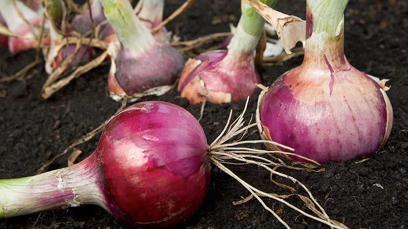 Features of growing and useful properties of red onions