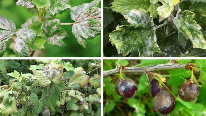 The most effective folk remedies for powdery mildew on currants