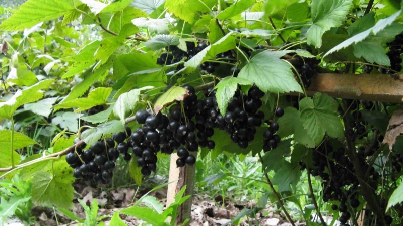 The most effective folk remedies for powdery mildew on currants