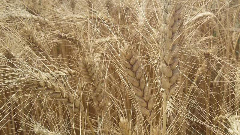 Description of the variety and characteristics of winter wheat Ermak