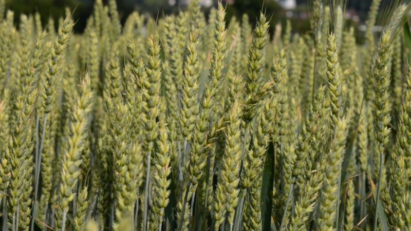 Description of the variety and characteristics of winter wheat Ermak