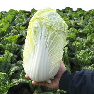 Peking cabbage: description, photo, main characteristics of varieties and hybrids