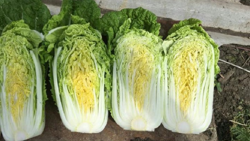 Chinese cabbage: description, photo, cultivation and storage