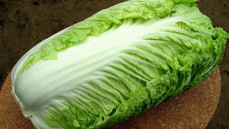 Peking cabbage: description, photo, main characteristics of varieties and hybrids