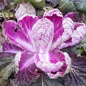 Peking cabbage: description, photo, main characteristics of varieties and hybrids
