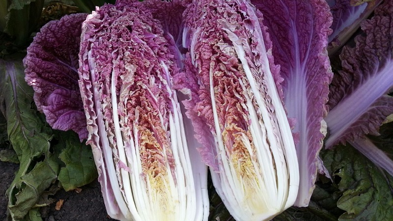 Chinese cabbage: description, photo, cultivation and storage