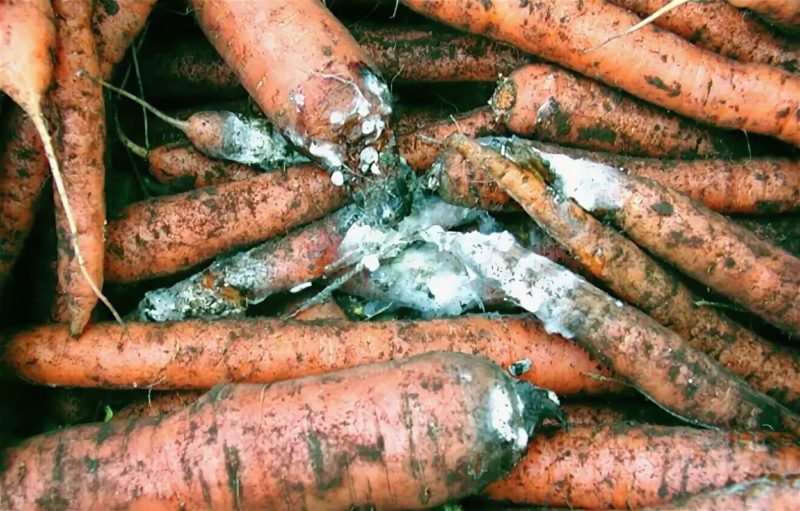 What to do if carrots rot during storage and why it happens