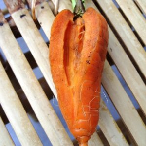White core in carrots - why this happens