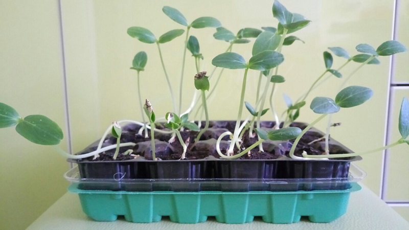 Why are cucumber seedlings pulled out and how to grow it correctly to avoid it