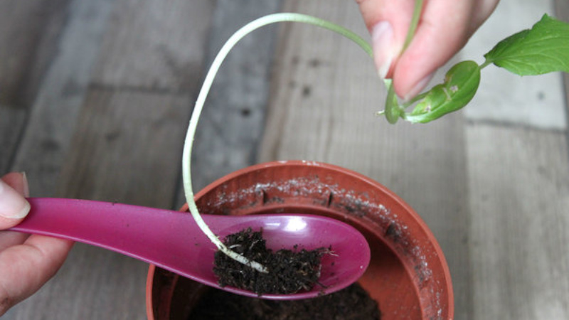Why are cucumber seedlings pulled out and how to grow it correctly to avoid it