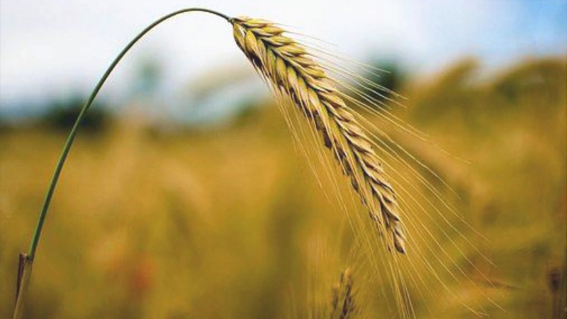 What is sown rye and what does it look like