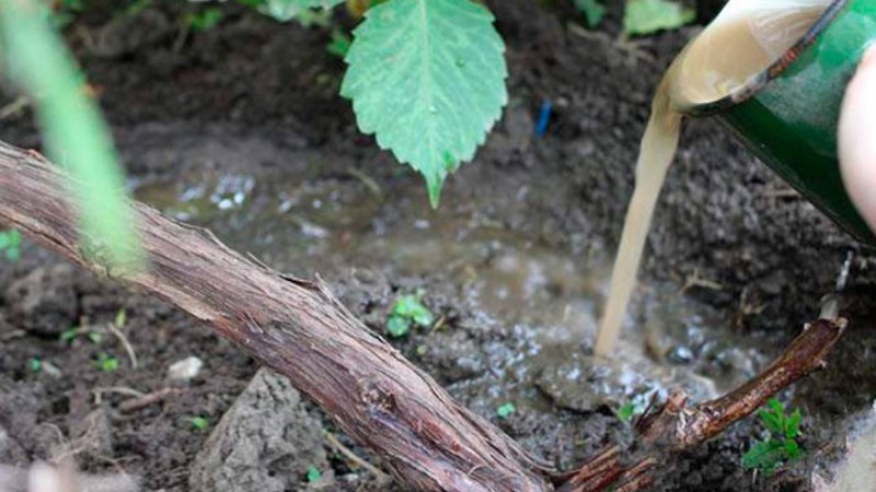 Step-by-step instructions: how to properly cover grapes for the winter