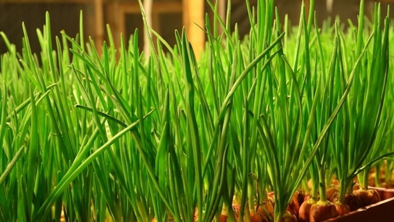 Step-by-step instructions for forcing onions for herbs at home and on the site