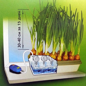 Step-by-step instructions for forcing onions for herbs at home and on the site