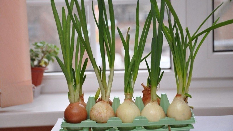 Step-by-step instructions for forcing onions for herbs at home and on the site