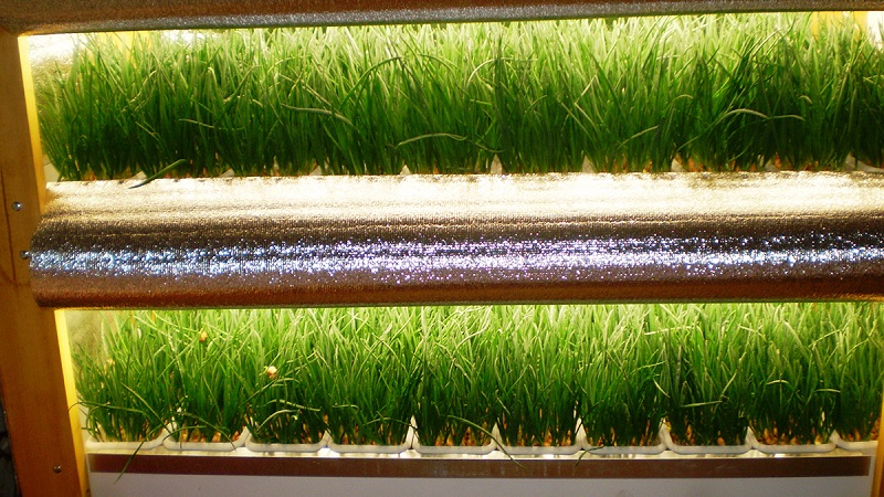 Step-by-step instructions for forcing onions for herbs at home and on the site