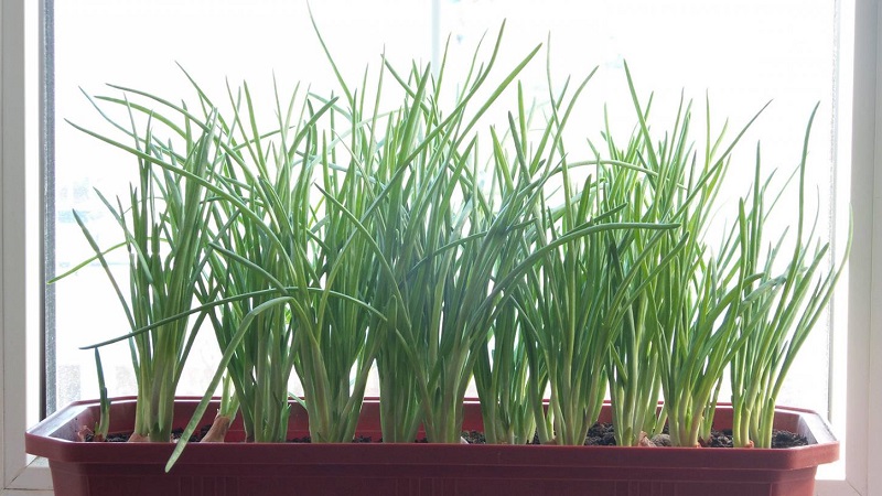 Step-by-step instructions for forcing onions for herbs at home and on the site
