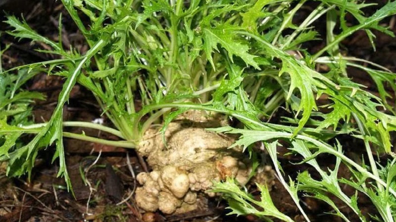 Sowing rules and features of growing Japanese cabbage (mizuna)