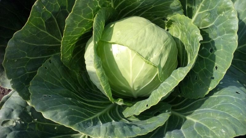 Growing rules and selection of early cabbage varieties