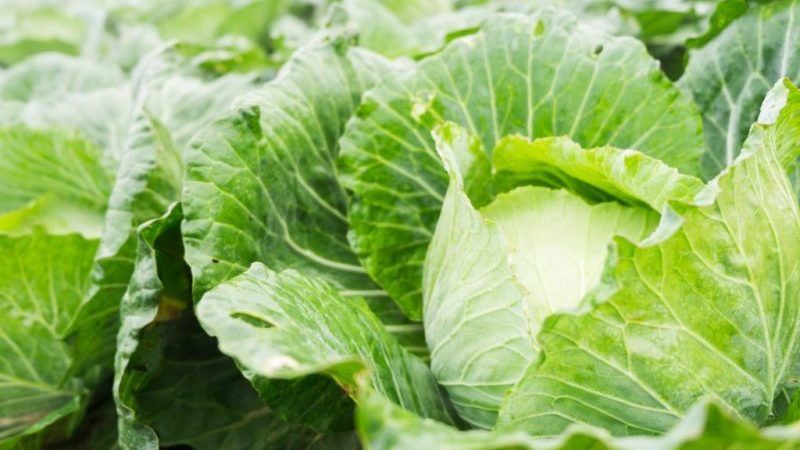 Growing rules and selection of early cabbage varieties