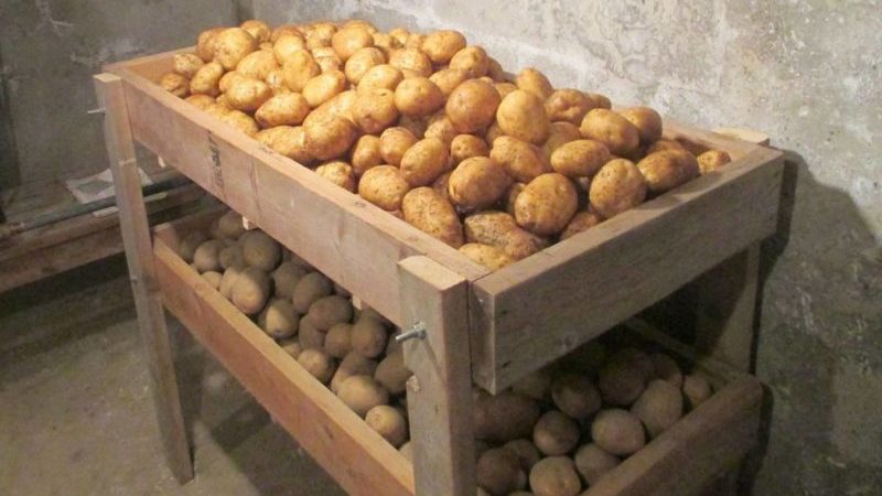 Potato cultivation machines - features of agricultural machinery