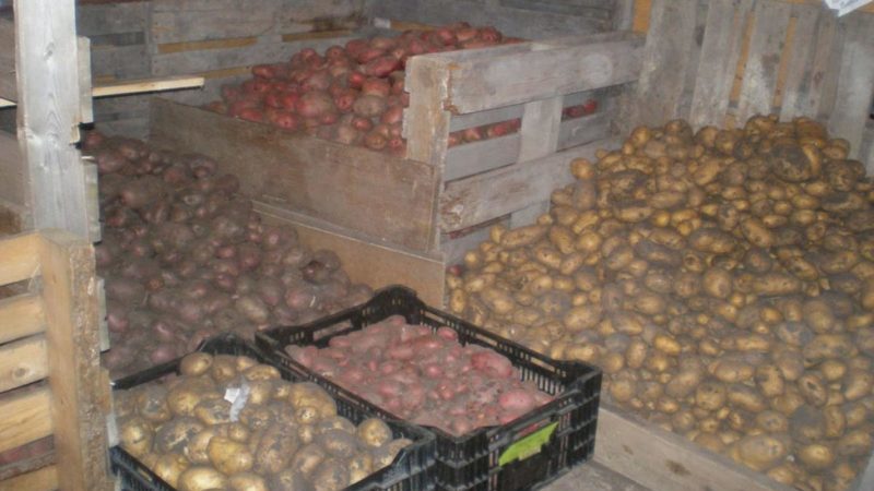 Features of proper storage of potatoes: from A to Z
