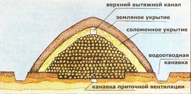 Features of proper storage of potatoes: from A to Z