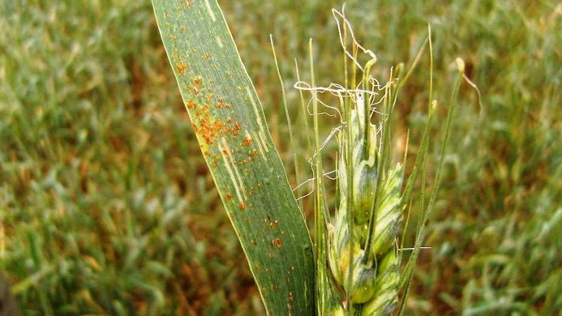 Causes of wheat rust and methods of dealing with it