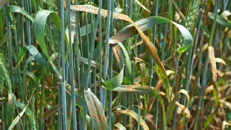 Causes of wheat rust and methods of dealing with it