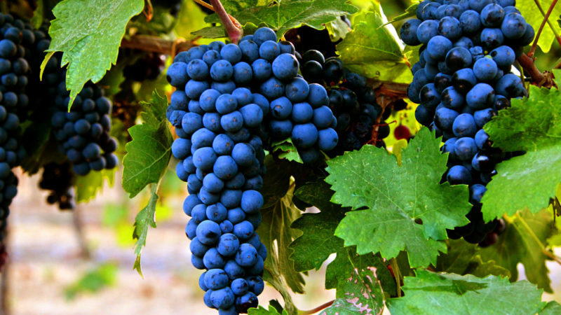 The best frost-resistant grape varieties: characteristics, description, selection criteria