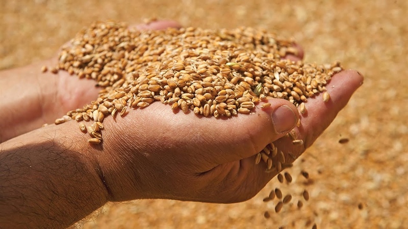What is feed wheat and where is it used