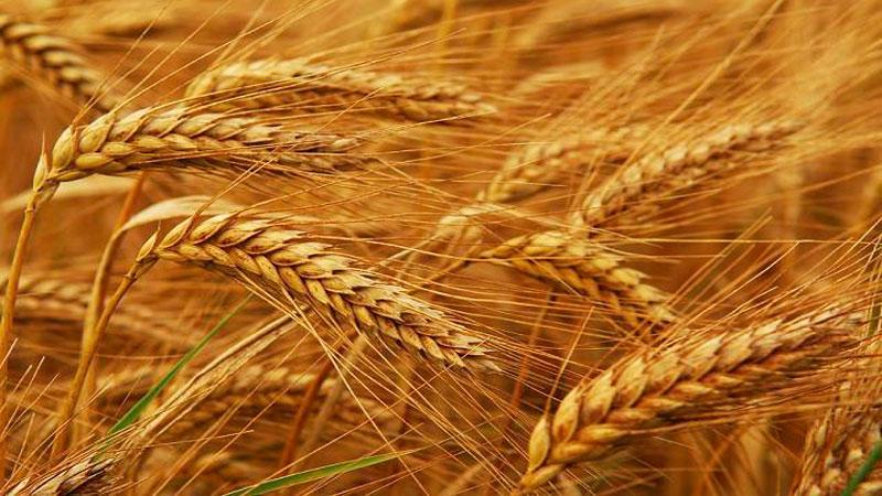 What is soft wheat, how it differs from hard wheat and where is it used