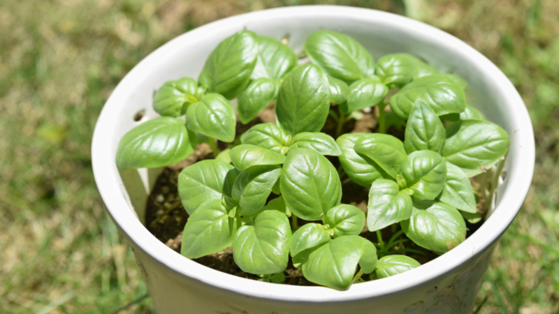 How and when to plant basil seedlings correctly in the Moscow region