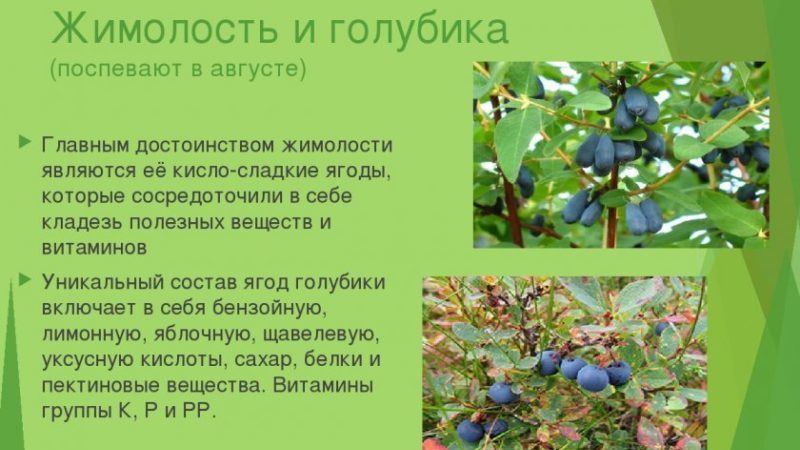 What is the Difference Between Blueberry and Honeysuckle - How to Distinguish Them