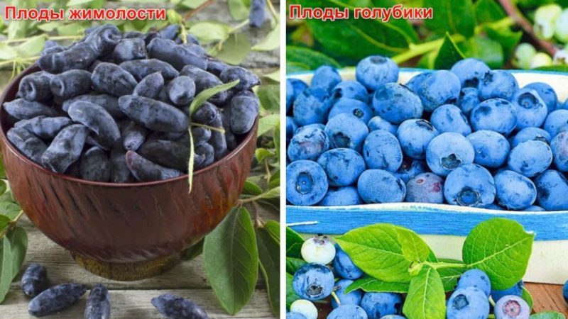 What is the Difference Between Blueberry and Honeysuckle - How to Distinguish Them