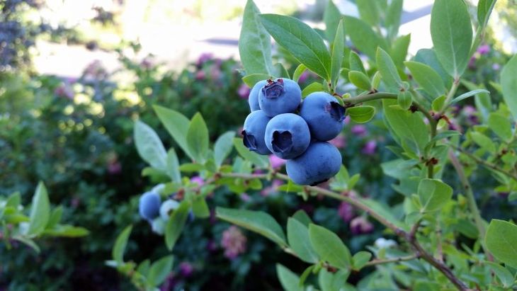 What is the Difference Between Blueberry and Honeysuckle - How to Distinguish Them