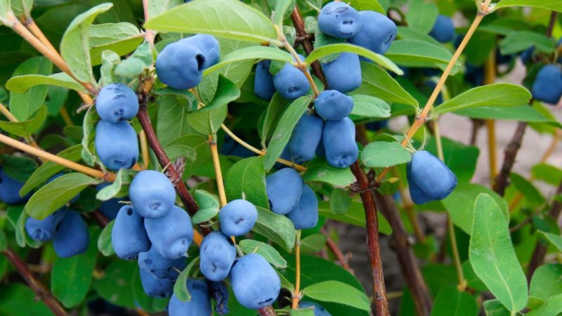 What is the Difference Between Blueberry and Honeysuckle - How to Distinguish Them