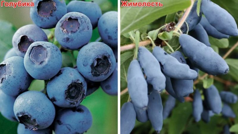 What is the Difference Between Blueberry and Honeysuckle - How to Distinguish Them